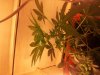 20130915_000415.jpg 20130915_000415.jpg
