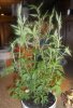 DSCN4433.jpg