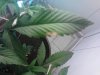 IMG032.jpg IMG032.jpg