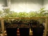scrog.jpg