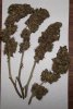 flobuds.jpg flobuds.jpg