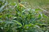 DSC_2746.jpg DSC_2746.jpg