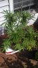 IMG_20130916_131424_766.jpg