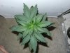 DSCN6188.jpg
