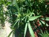 20130908_093203.jpg