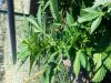 20130908_093652.jpg