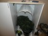 grow 297.jpg