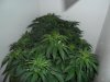 grow 296.jpg