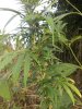 IMG1041.jpg