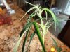 seeds on female plants 007.jpg