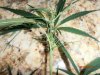seeds on female plants 005.jpg