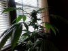 IMG_20130916_122430.jpg