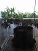 plant 2.jpg plant 2.jpg
