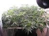 plant4.jpg plant4.jpg