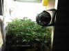 plant5.jpg plant5.jpg