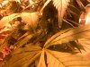 Snapshot_20130921_10.JPG
