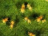 twospotted_spider_mite01.jpg