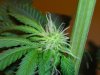T-Bud-01.JPG