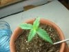 Growing weed with tap water