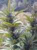 IMG_20130916_123959 - Copy.jpg