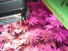 DSC02665.jpg
