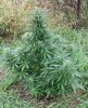 Sativa Pheno.jpg