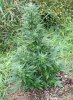 Indica Pheno.jpg