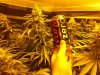 white widow pop can reference.jpg white widow pop can reference.jpg