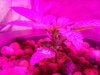 bl_9_25_stalk_2.jpg