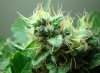 godbud6.jpg godbud6.jpg