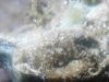 trichs on BD. 09-25.jpg