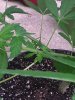 IMG_20130926_083650.jpg