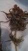 Drying -should I trim more leaves off.jpg