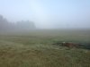 foggy backyard morning.jpg