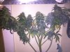 IMG_20130928_133729.jpg