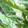 IMG_20130928_134501.JPG