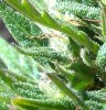 IMG_20130928_134441.JPG