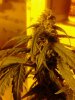 AK-49 (auto) 09-29.jpg
