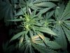 grow 381.jpg grow 381.jpg
