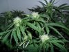 grow 379.jpg grow 379.jpg