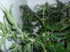 grow 377.jpg grow 377.jpg