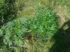 IMG_20131001_142635.jpg