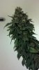 2013-10-02_16-34-13_447.jpg