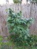IMG_20131003_154645.jpg