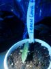 Green Love Potion. veg. 10-04.jpg