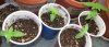 RemainingSprouts.jpg RemainingSprouts.jpg