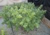 DSC01862.jpg