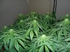 grow 425.jpg