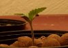 skunk2(5days)side.JPG
