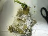 root mass on lclone.JPG